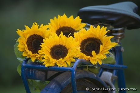 Solrosor på cykel