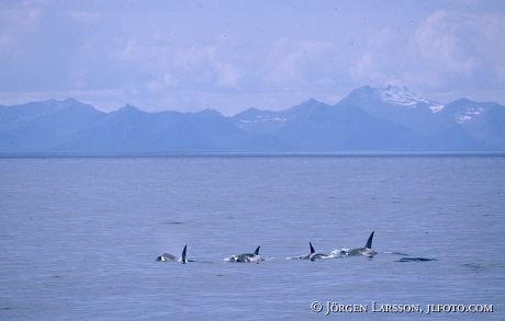 Killer whale Andenes Norway