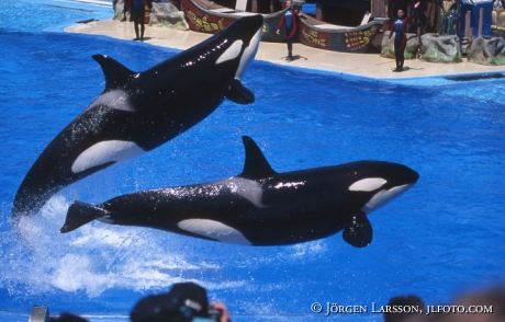 Killerwhale Sea World San Diego USA