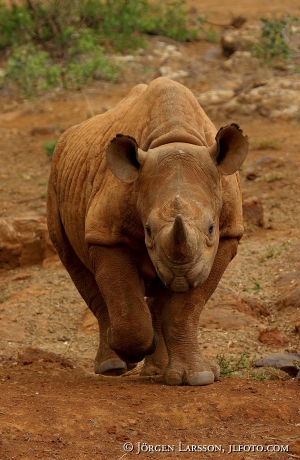 Rhino Kenya