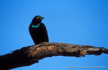 Blue-eared Glossy Starling Kenya