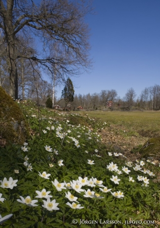 Stensjö by Småland