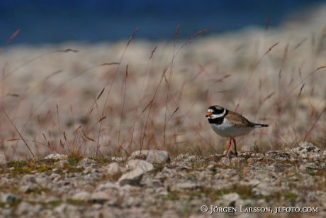 Charadrius dubius Gotland Sweden