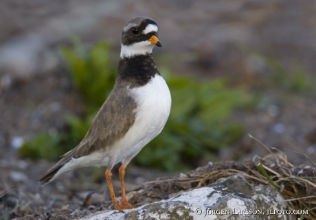 Charadrius dubius