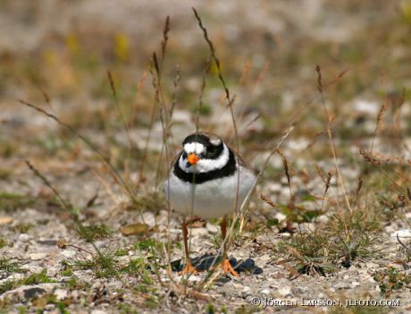 Charadrius hiaticula