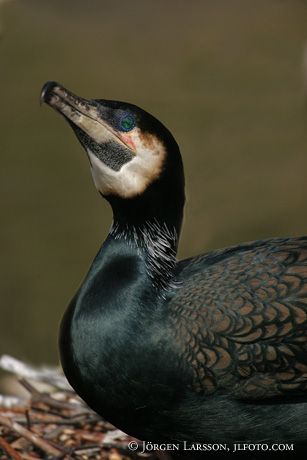 Phalacrocorax carbo