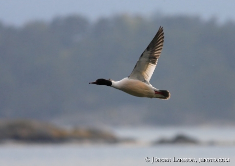 Mergus merganser