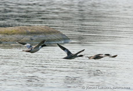 Mergus merganser