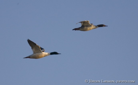 Mergus merganser