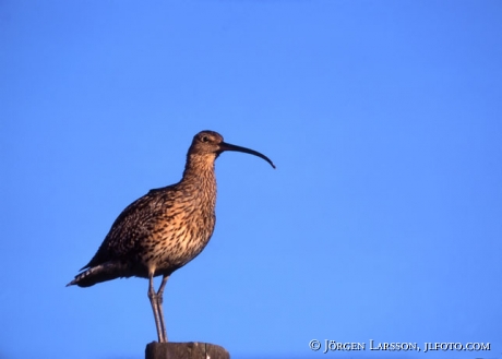 Numenius phaeopus