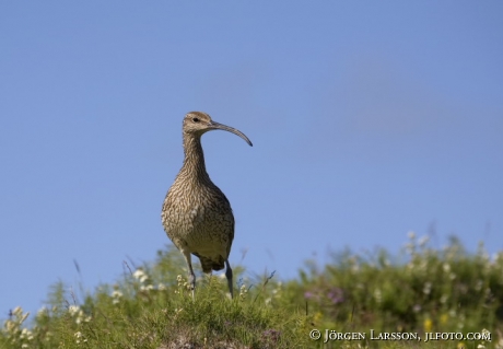 Numenius phaeopus Iceland