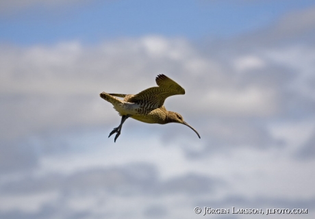 Numenius phaeopus Iceland