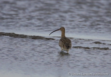 Numenius phaeopus