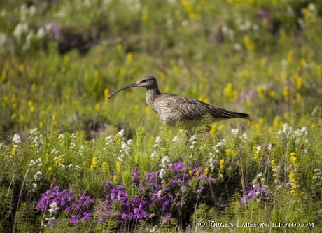 Numenius phaeopus Iceland