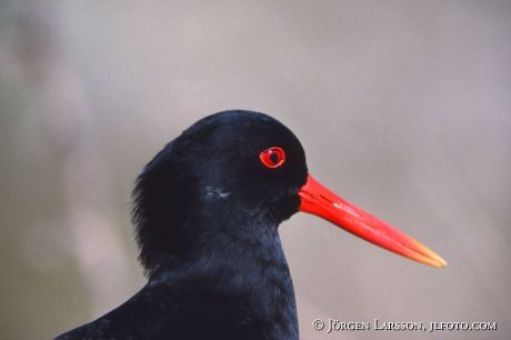 Haematopus ostralegus