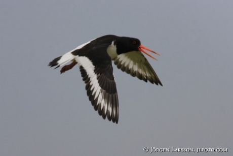 Haematopus ostralegus