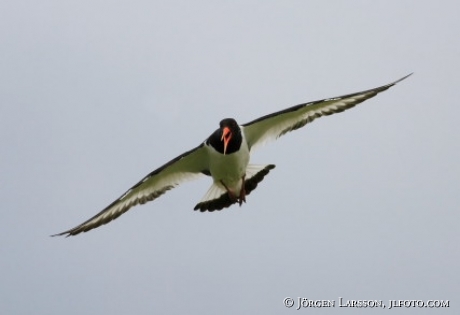 Haematopus ostralegus