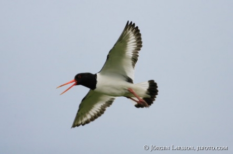 Haematopus ostralegus