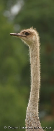 Ostrich