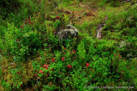 Stubbe med lingon Härjedalen