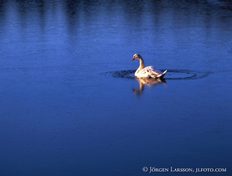 Swahn winter ice Sweden