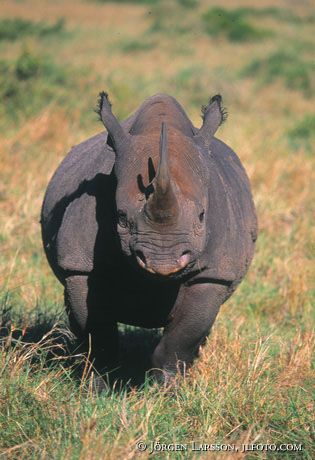 Black Rhino Kenya