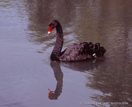 Black Swan