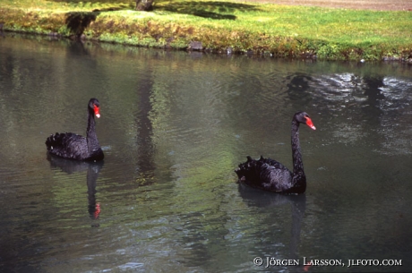 Black Swan