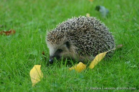 Hedgehog