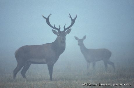 Cervus Elaphus