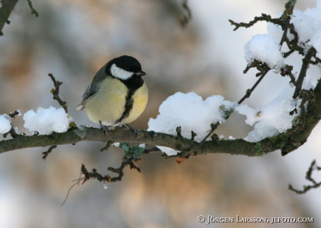 Parus major