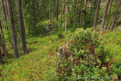 Stubbe med lingon Härjedalen