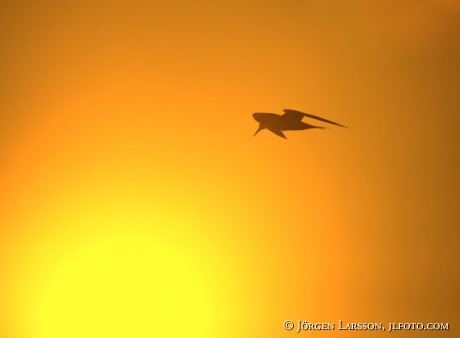 Tern  at sunrise