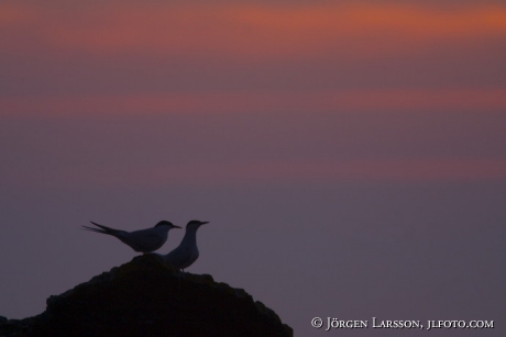 Sterna hirundo