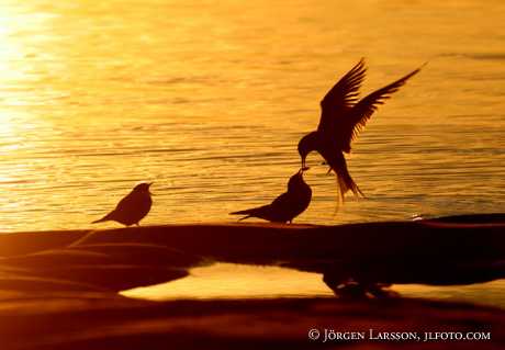 Sterna hirundo Tern