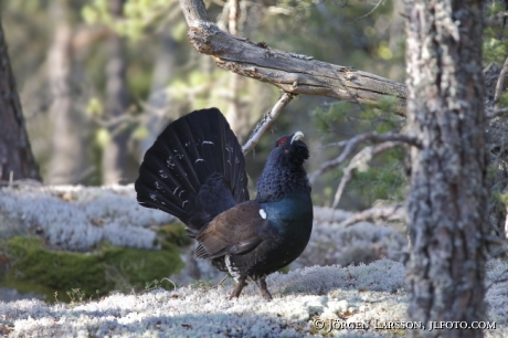 Tjädertupp Tetrao urogallus