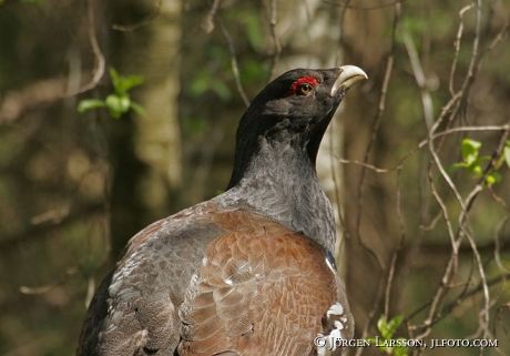 Tetrao urogallus