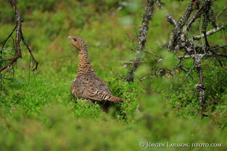 Great grouse