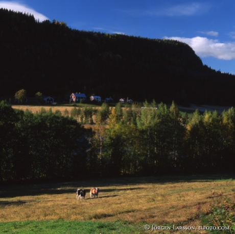 Tjurar vid Ådal Ångermanland