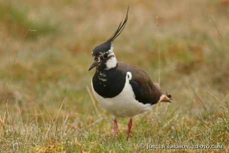 Vanellus vanellus