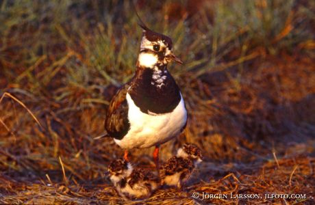 Vanellus vanellus