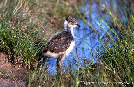 Vanellus Vanellus