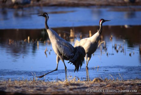 Crane Hornborgarsjon Sweden