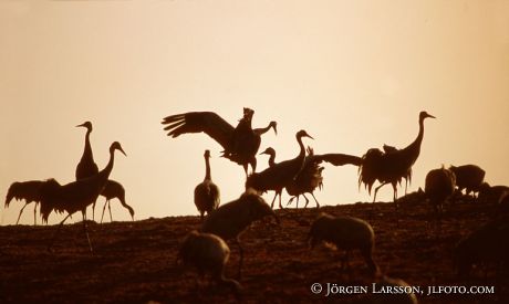 Crane Hornborgarsjon Sweden