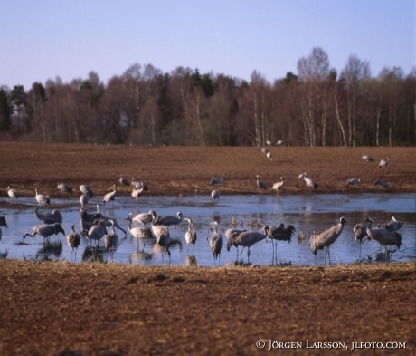 Crane Hornborgarsjon Sweden