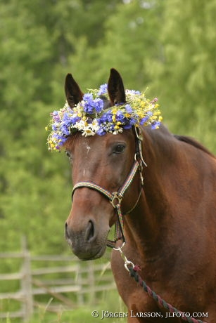 Travhäst med Blomsterkrans