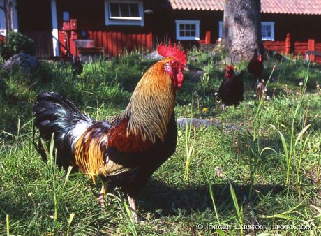 Cock Angso Uppland Sweden