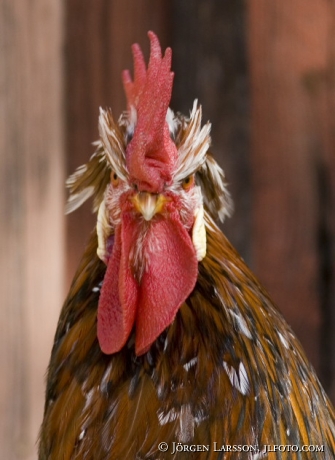 Cock