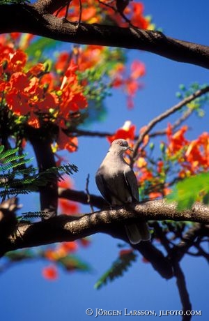 Red-eyed Dove Lake Bogoria Kenya