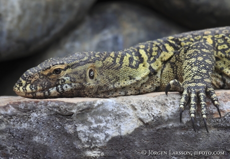 Monitor Lizzard Queen Elisabeth nat park UGANDA